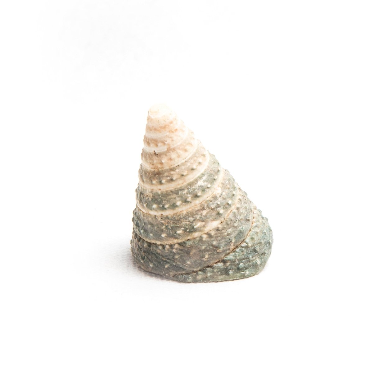 Shell Table Display Brixton - Love Anchor Bali