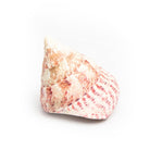 Shell Table Display Calianda - Love Anchor Bali