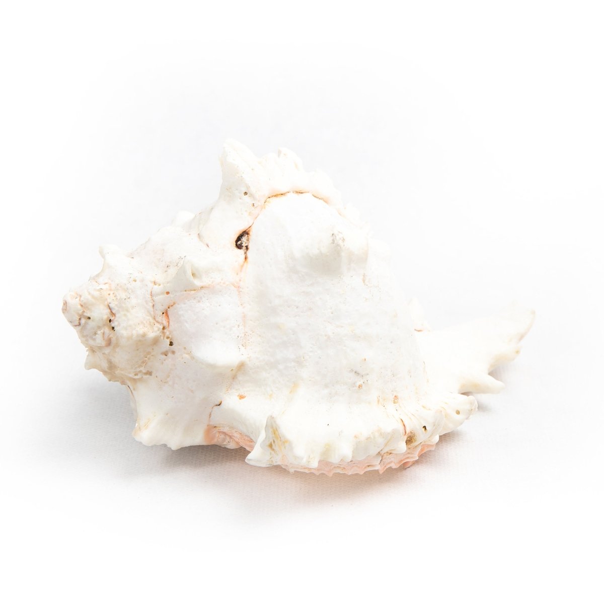 Shell Table Display Hamida - Love Anchor Bali