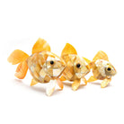 Shell Table Display Koi - Love Anchor Bali