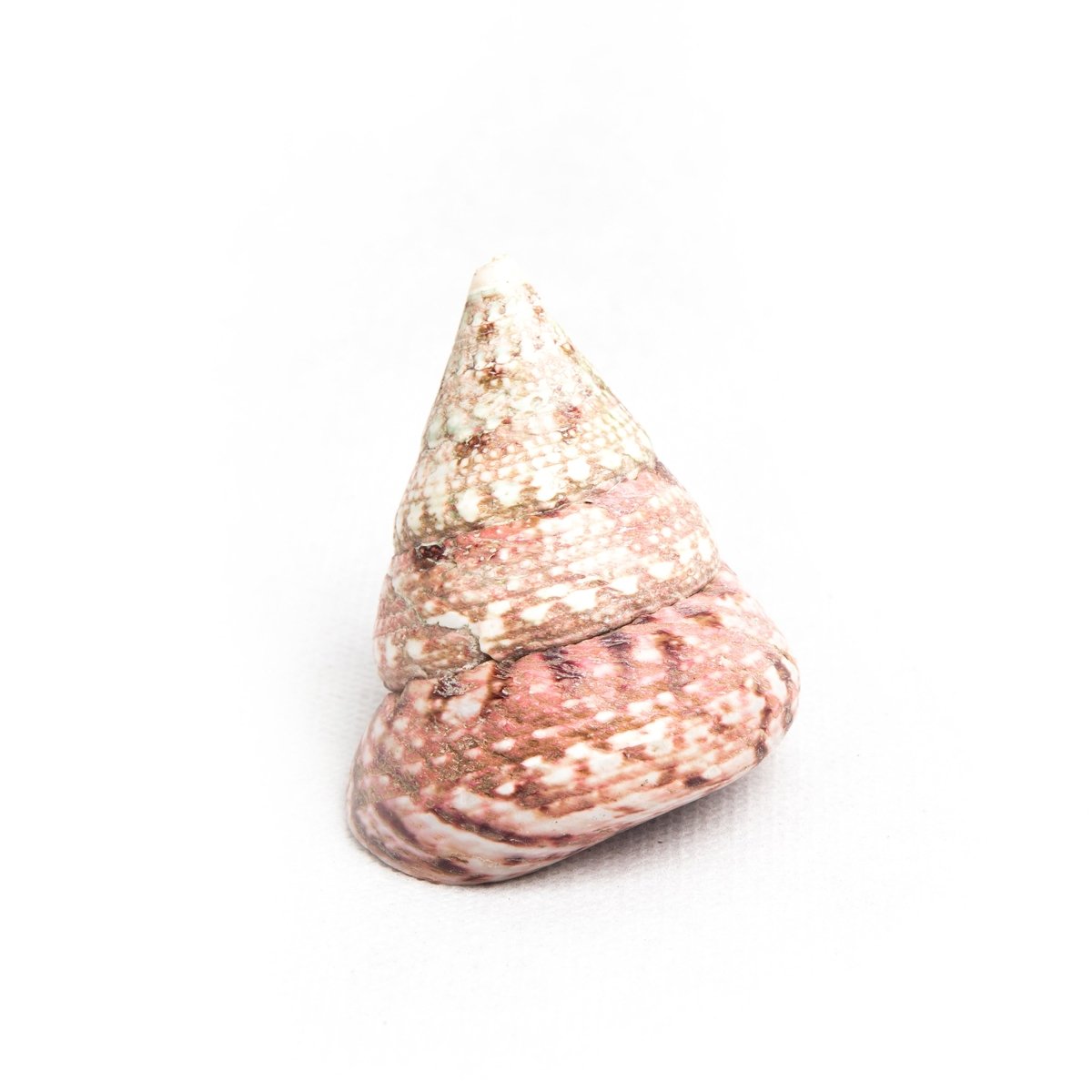 Shell Table Display Lucas - Love Anchor Bali