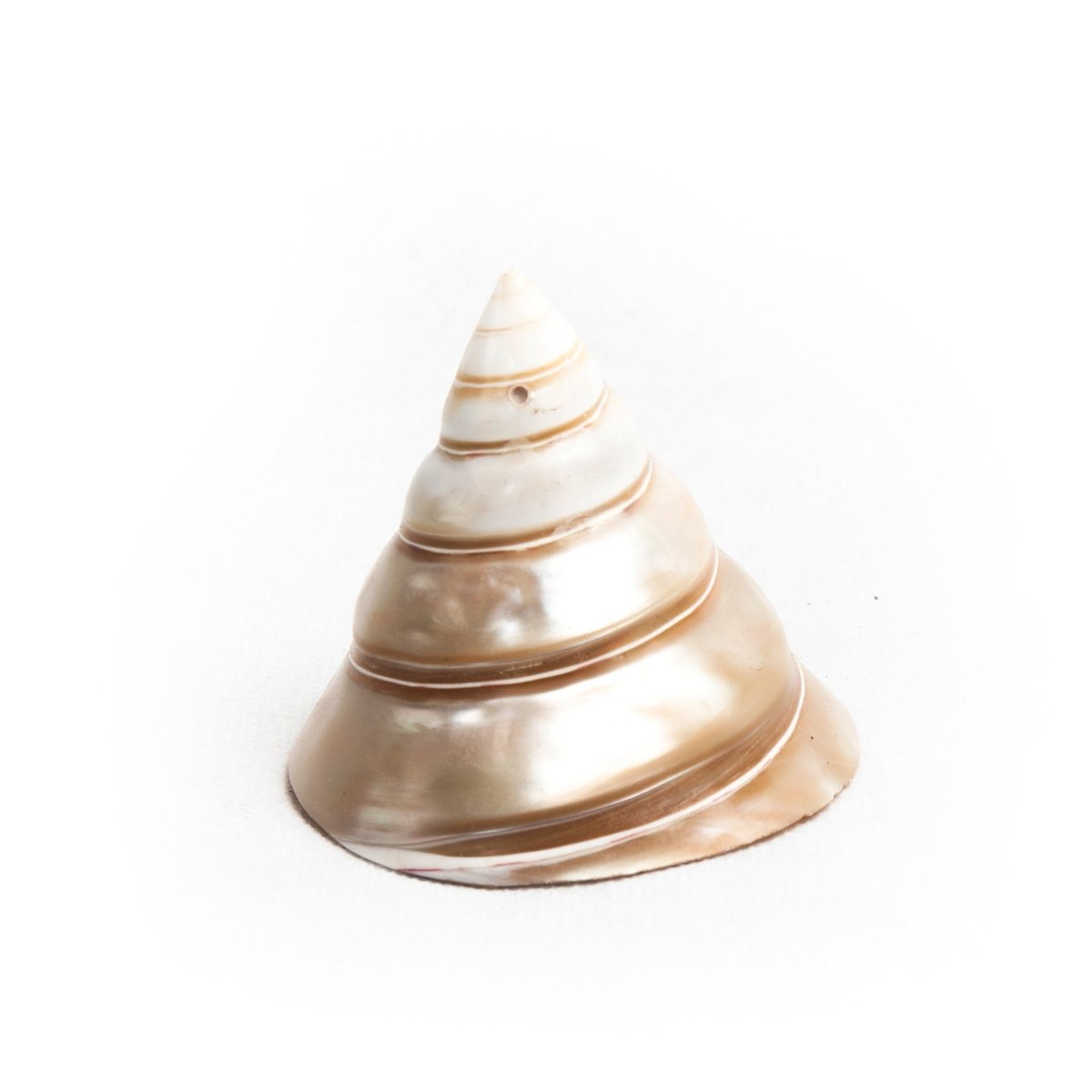 Shell Table Display Mactra - Love Anchor Bali