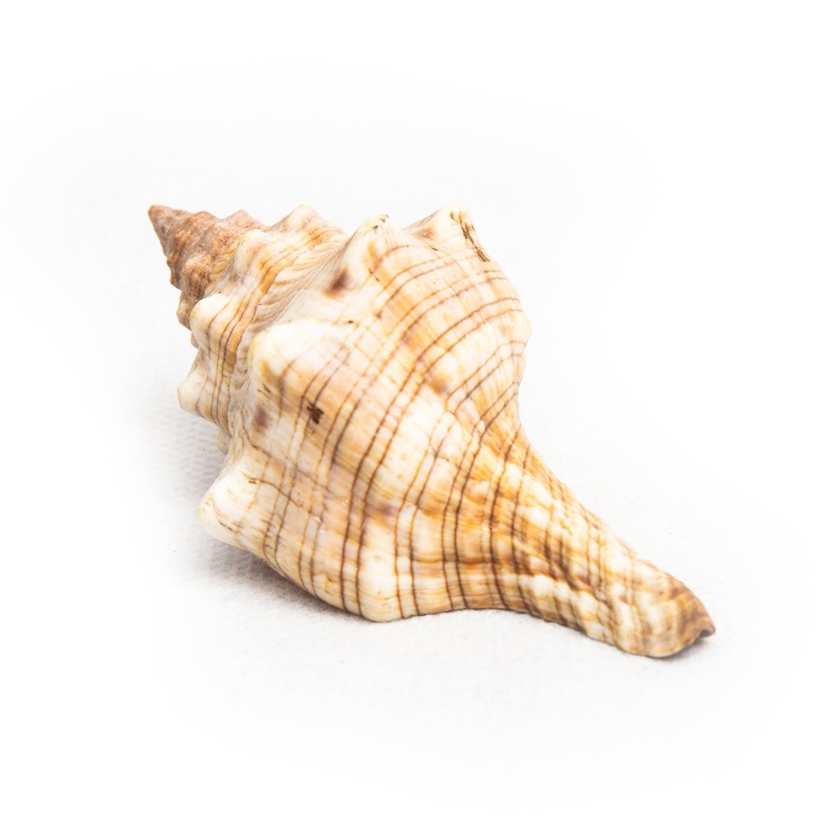 Shell Table Display Mashel - Love Anchor Bali