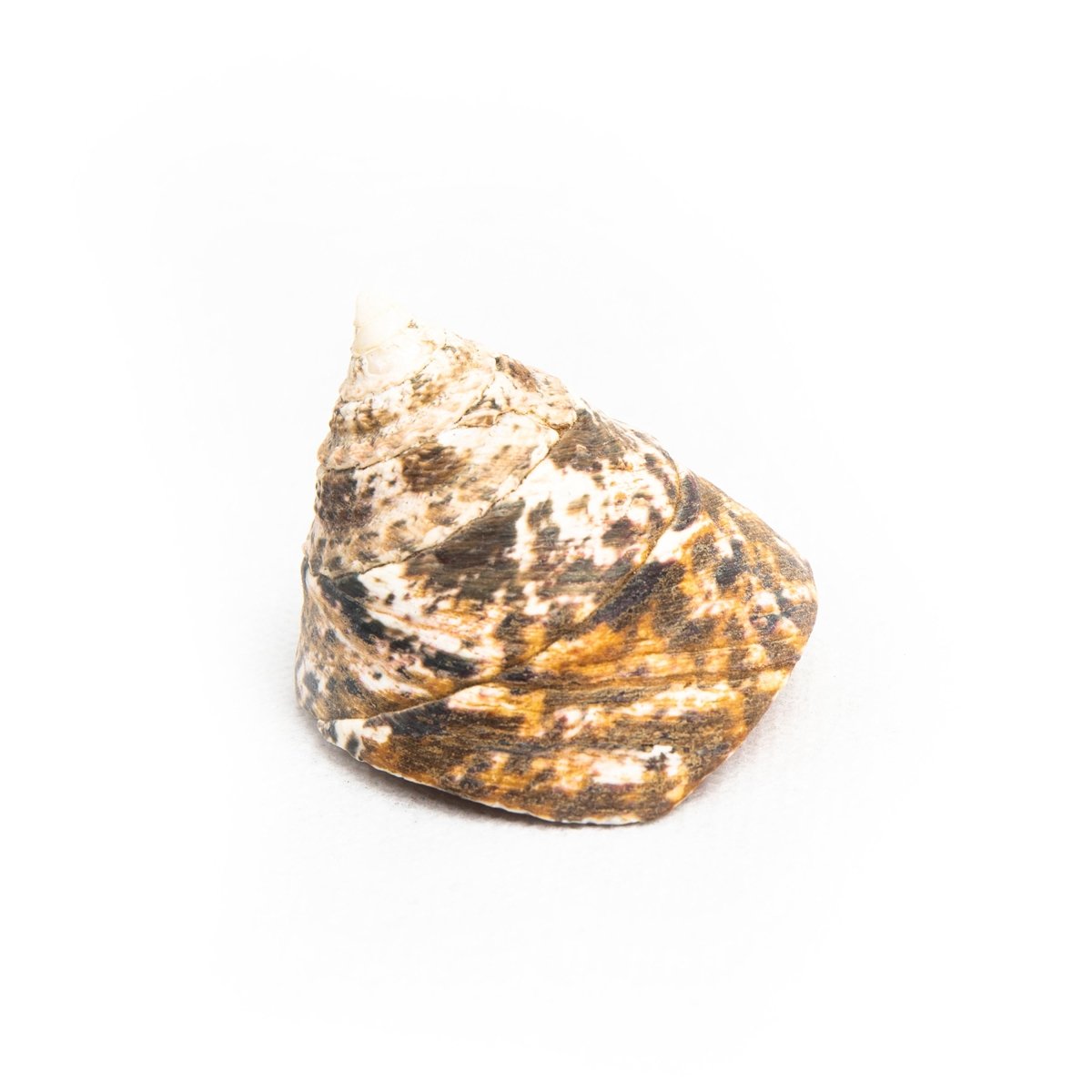 Shell Table Display Nesya - Love Anchor Bali