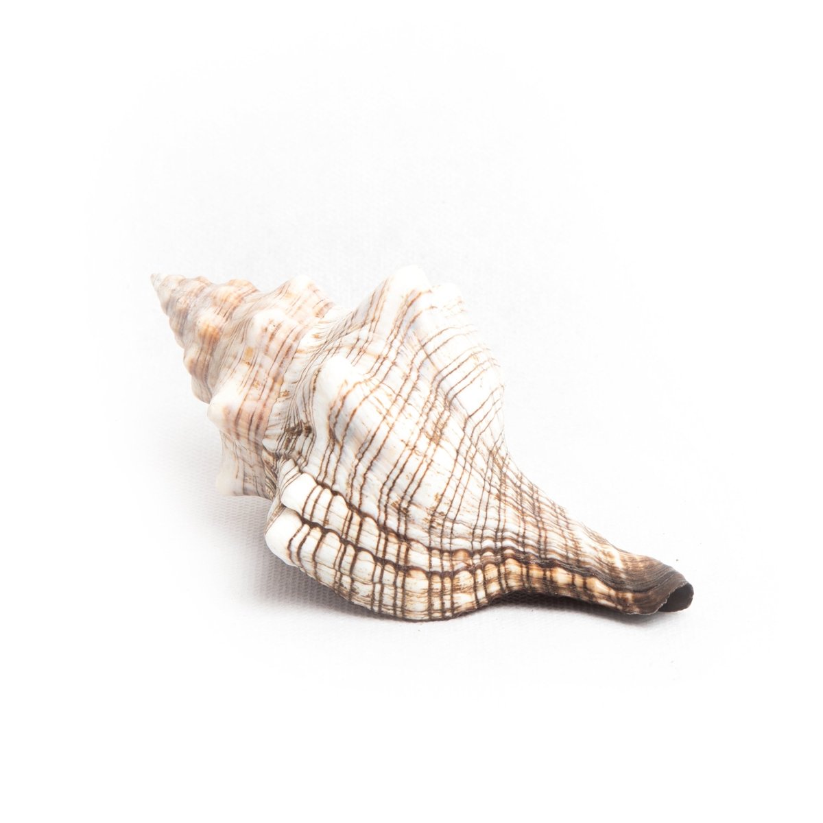 Shell Table Display Omari - Love Anchor Bali