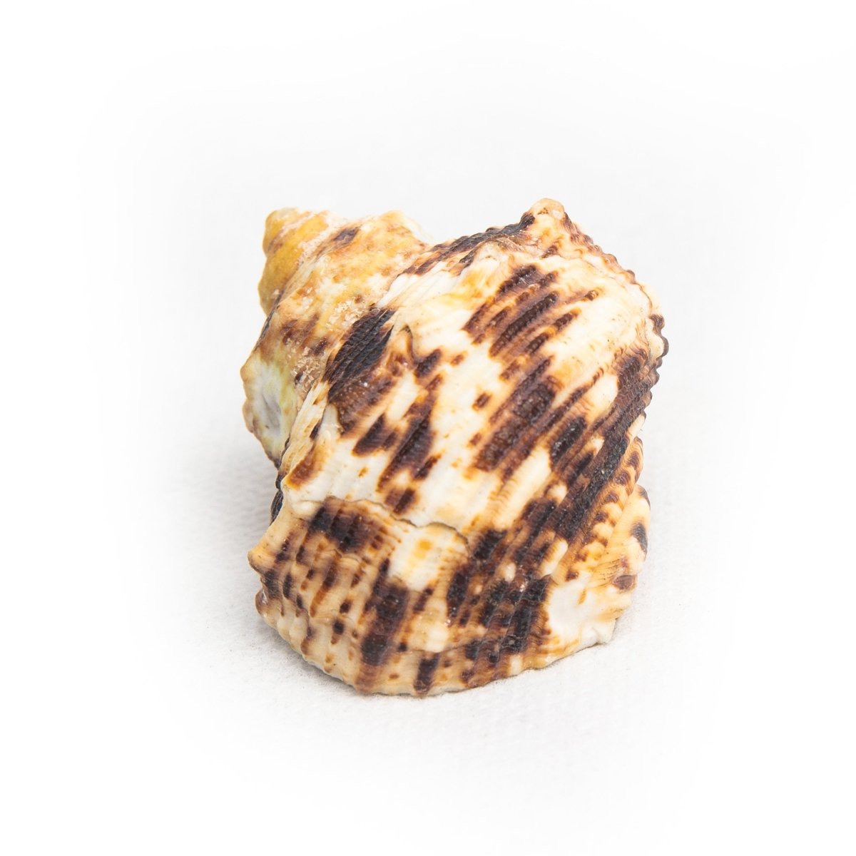 Shell Table Display Otty - Love Anchor Bali