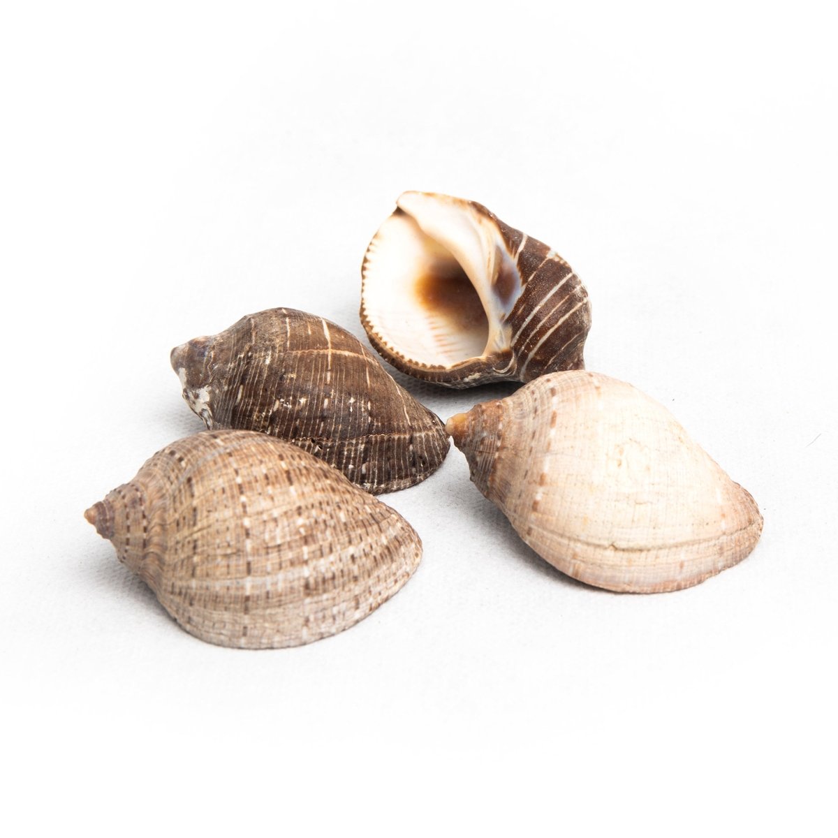 Shell Table Display Reyta - Love Anchor Bali