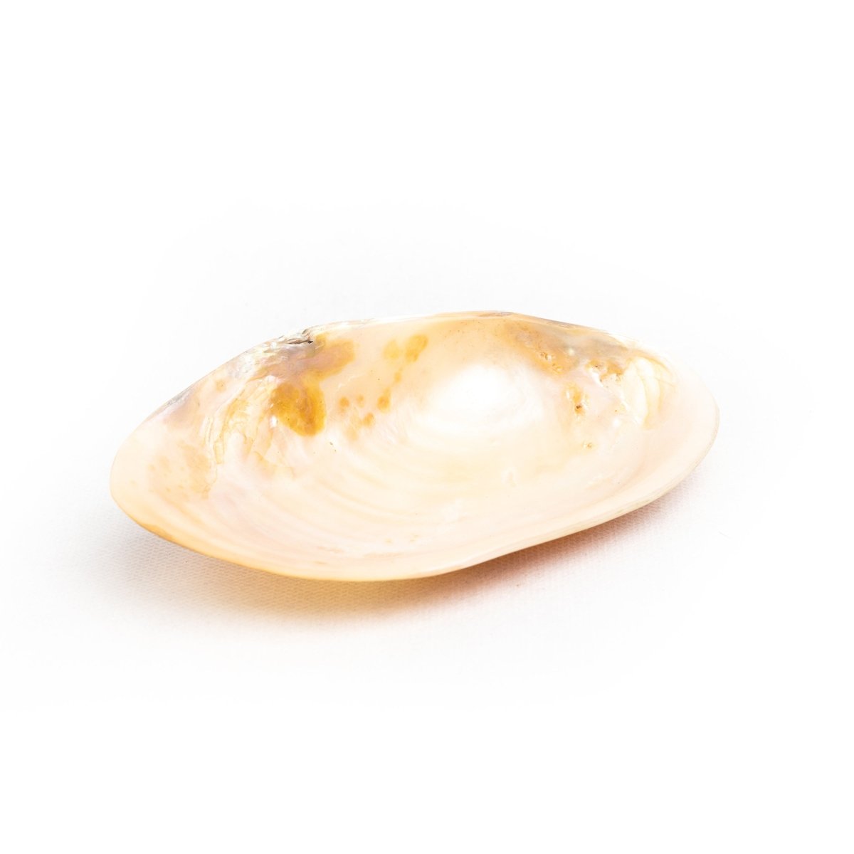 Shell Table Display Sheza - Love Anchor Bali