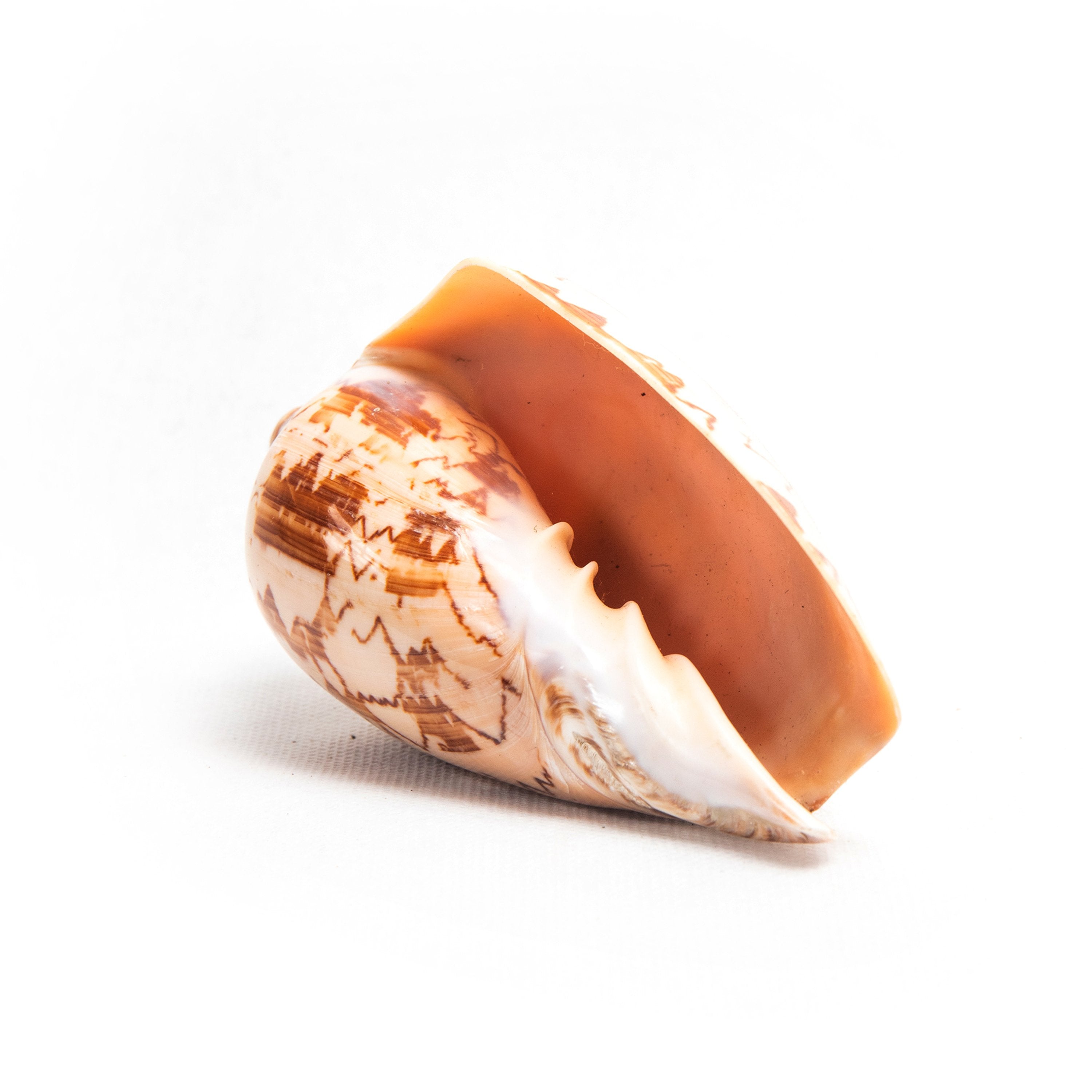 bazaar wholesale, homewares, shell Wholesale-Shell Table Display Callum