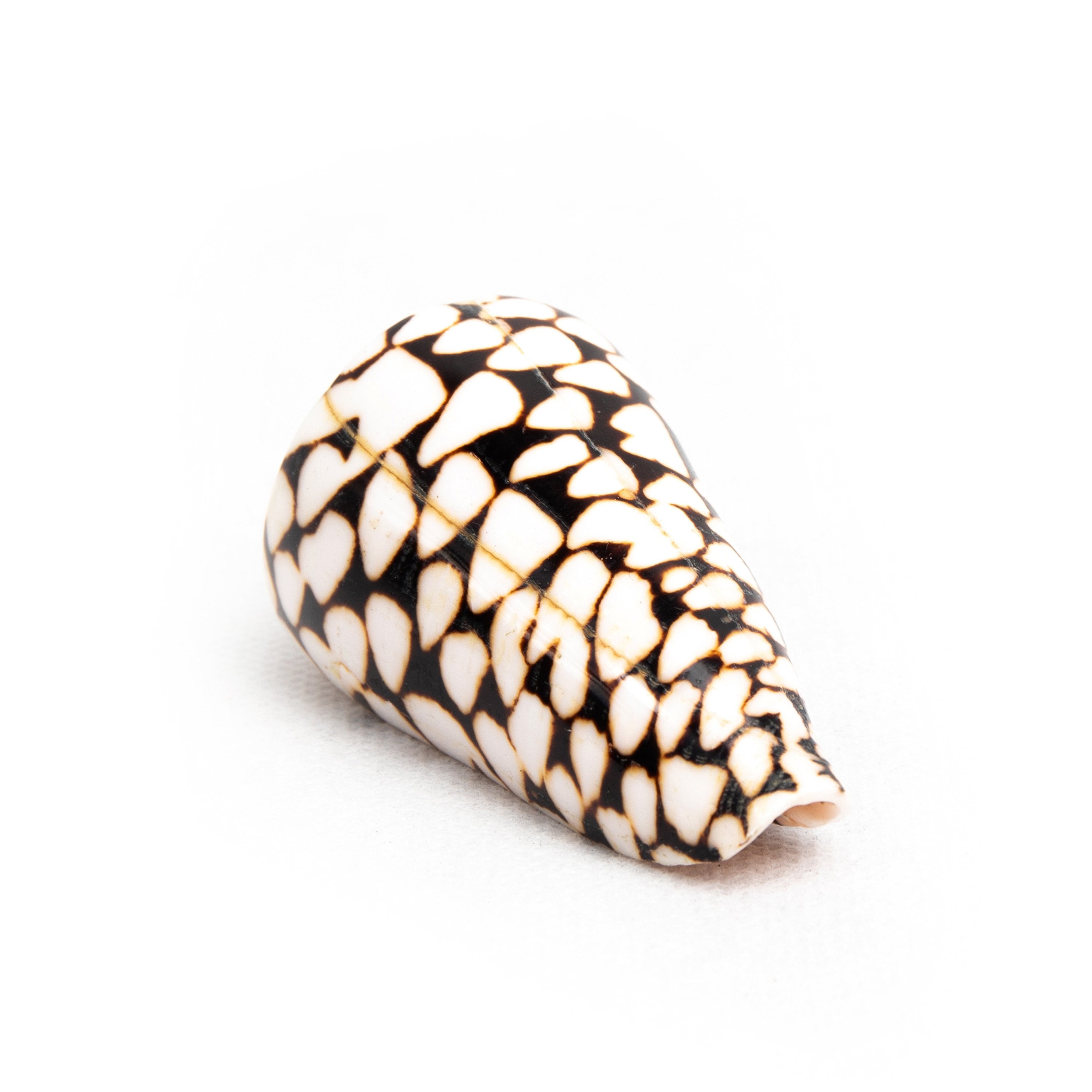 bazaar wholesale, homewares, shell Wholesale-Shell Table Display Chariz