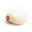 bazaar, homewares, shell Shell Table Display Haiden