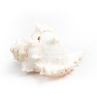 bazaar, homewares, shell Shell Table Display Hamida