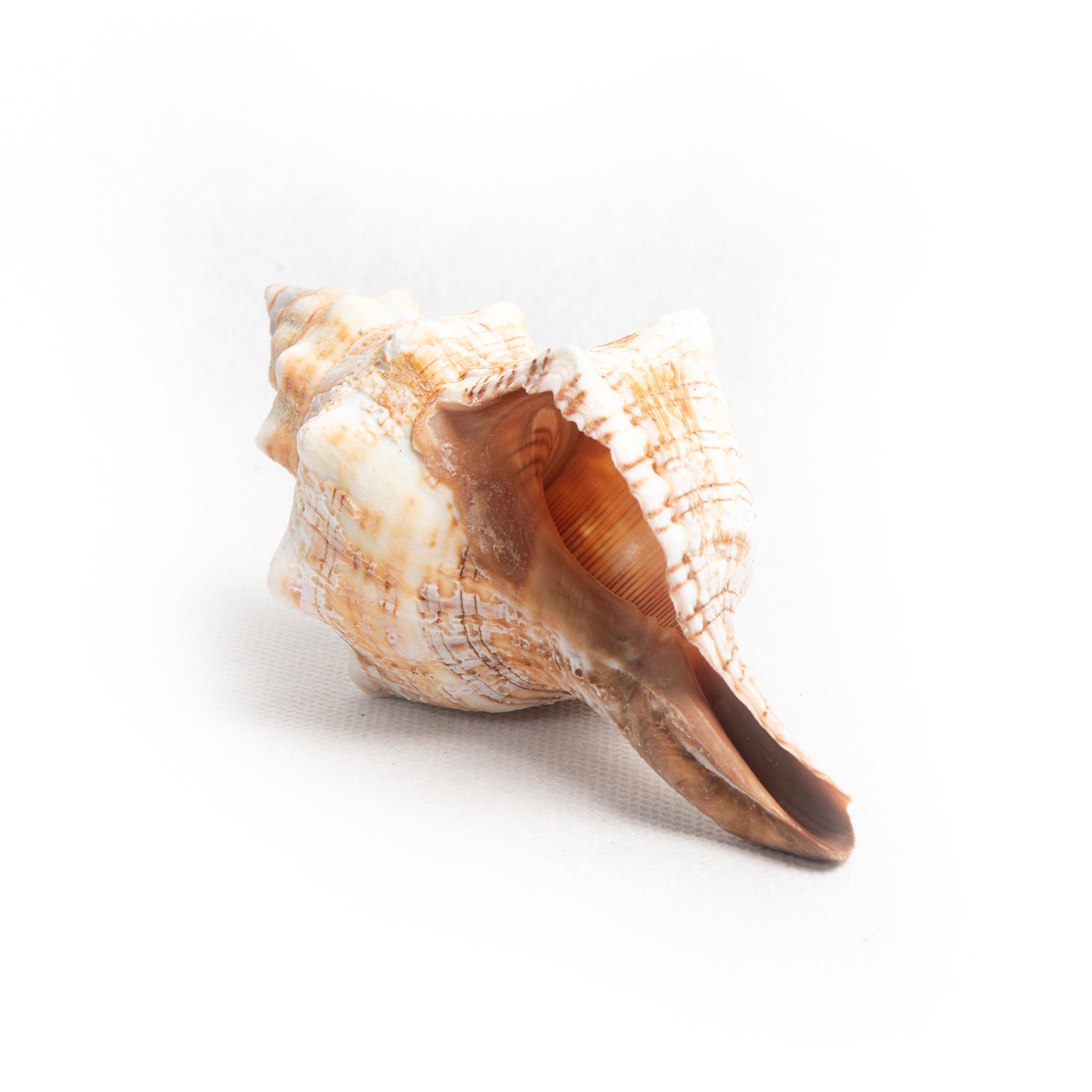 bazaar, homewares, shell Shell Table Display Kaison
