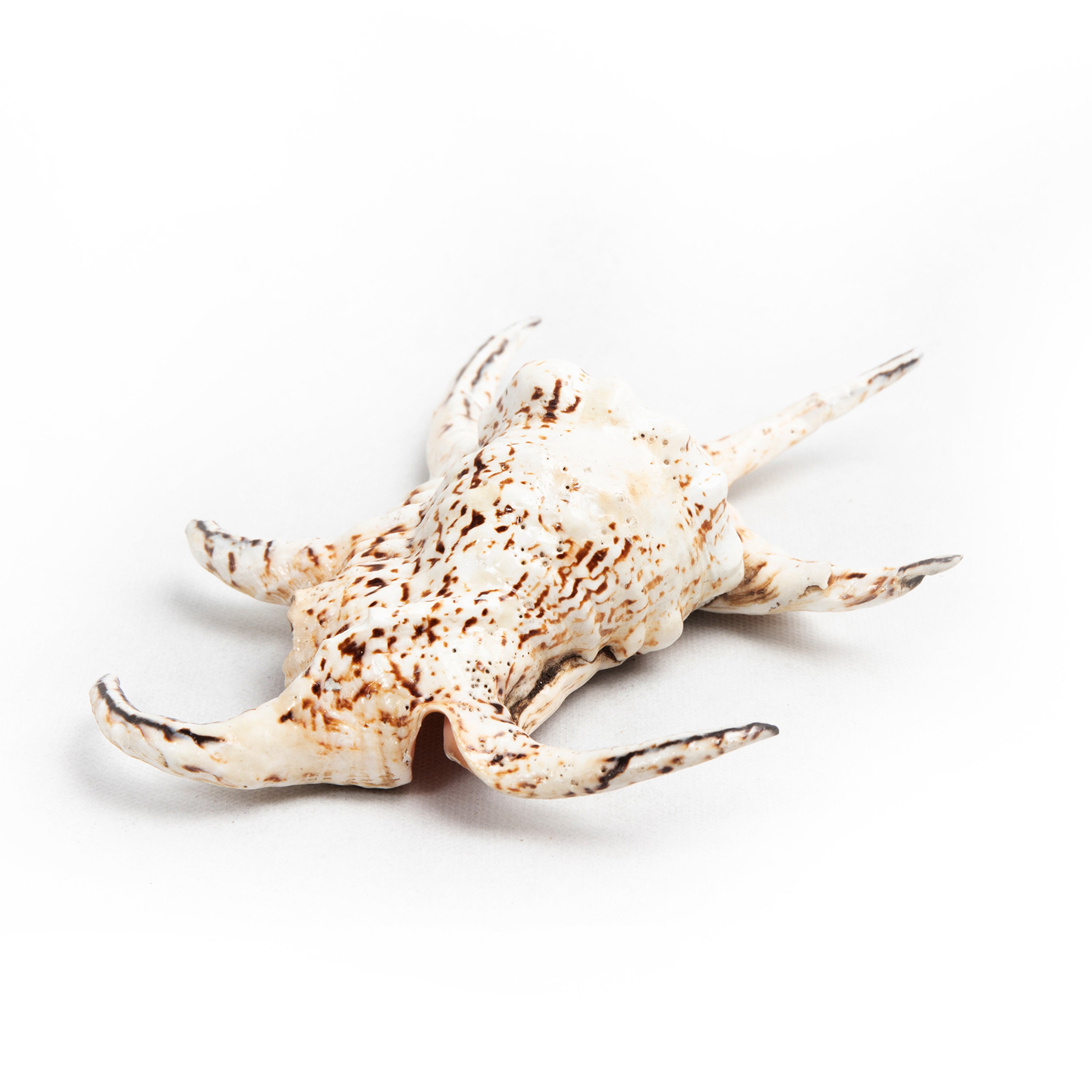 bazaar, homewares, shell Shell Table Display Koe