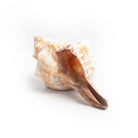 Wholesale - Shell Table Display Kaison - Love Anchor Bali