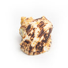 Wholesale - Shell Table Display Otty - Love Anchor Bali